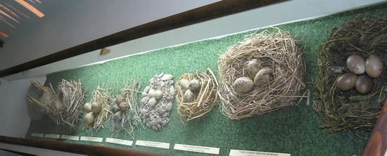 Колекція гнізд і яєць птахів
